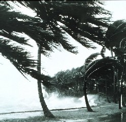 Palm trees in hurricane